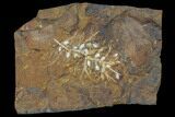 Paleocene Fossil Fruit (Palaeocarpinus) - North Dakota #96953-1